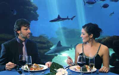 Cena con tiburones en Palma Aquarium